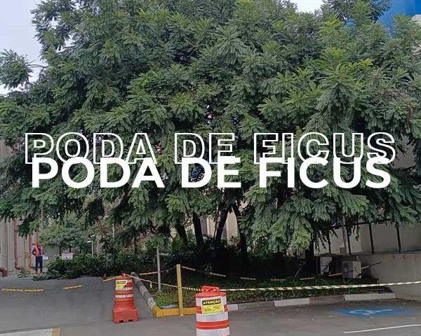 Poda de Ficus: R. Jardinagem Especialista em Poda de Árvores
