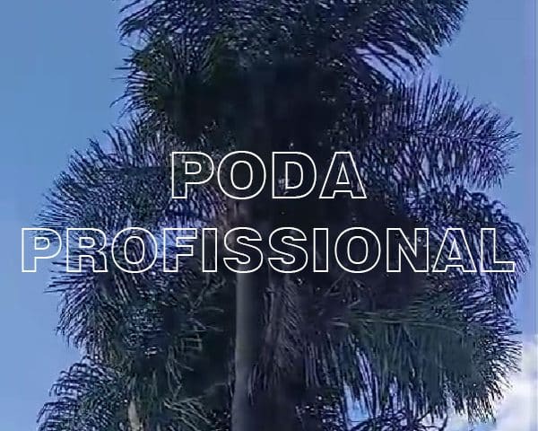 Poda Profissional: Sua Palmeira em Boas Mãos