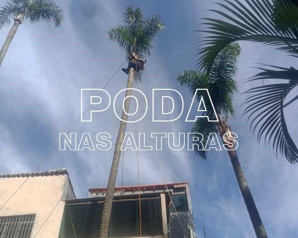 Poda de Árvores nas Alturas é com a R. Jardinagem e Paisagismo!