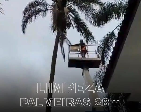 Na R. Jardinagem e Paisagismo, realizamos a poda e limpeza de palmeiras em grandes alturas com total segurança, porque seguimos as normas NR 35 e NR 12 e somos cadastrados no IBAMA.